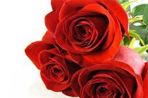 Fredom roses - Wholesale ecuadorian roses