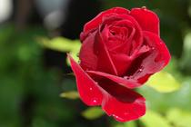 Fredom roses - Wholesale ecuadorian roses