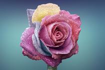 Fredom roses - Wholesale ecuadorian roses