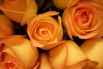 Fredom roses - Wholesale ecuadorian roses